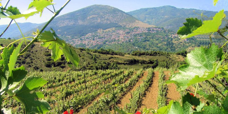 Diverse_Terroirs_Continental_terroirs