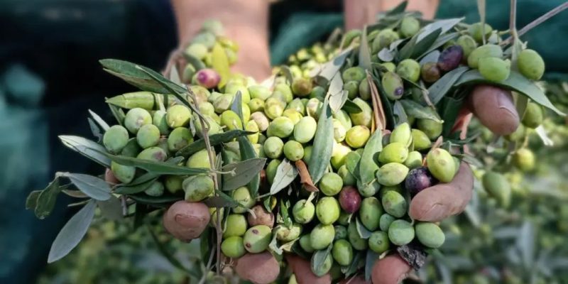 Paros-olive-oil-tasting